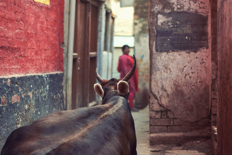 A large ox blocking a narrow street in varanasi while a tourist is watching