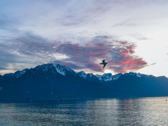 Bird flying over lake by snowcapped mountains against sky