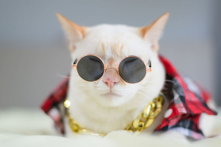 Close-up of cat wearing sunglasses