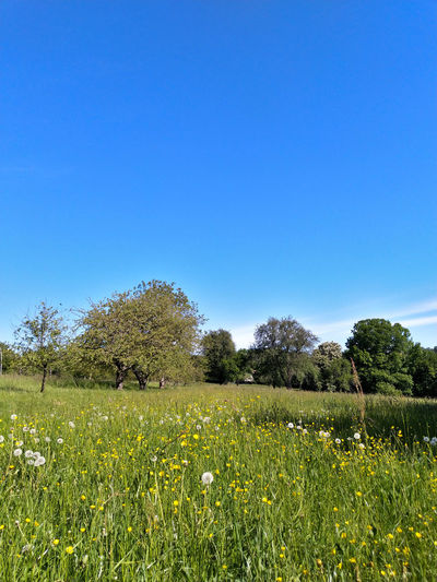 Scenic view of grassy field against clear blue sky