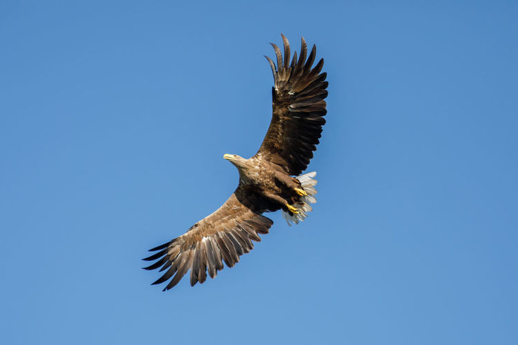 Low angle view of eagle flying against clear blue sky