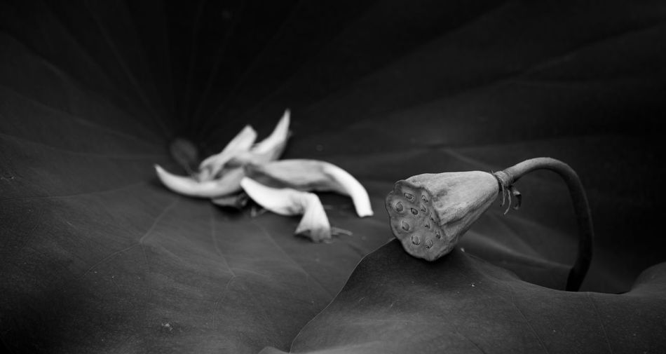 Close-up of lotus on leaves