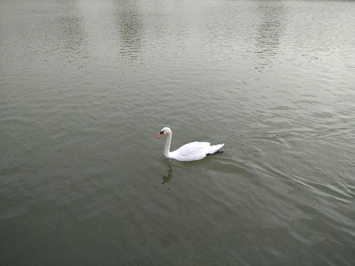 High angle view of swan swimming in lake