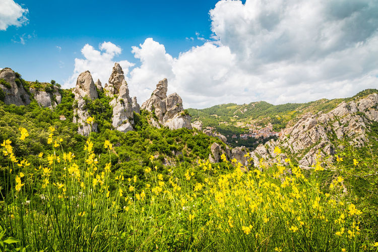 Panoramic view of yellow flowers growing on field against sky