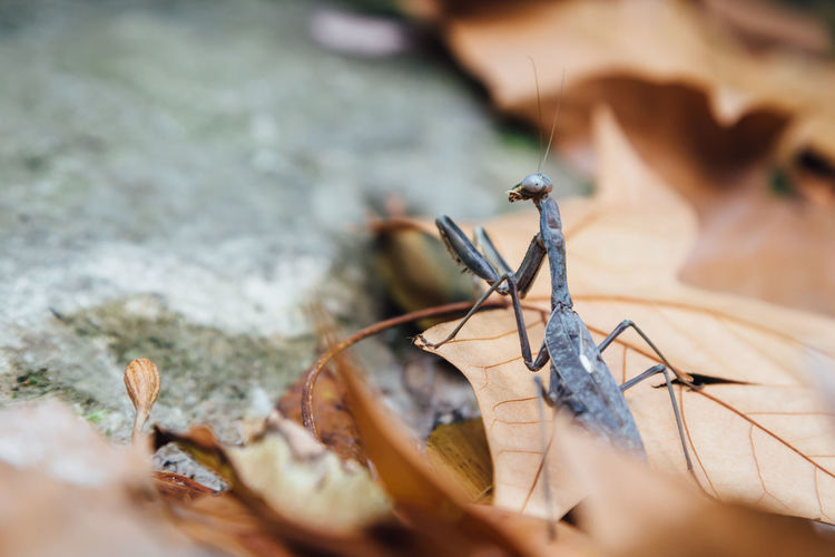 Close-up of praying mantis on dry leaves during autumn