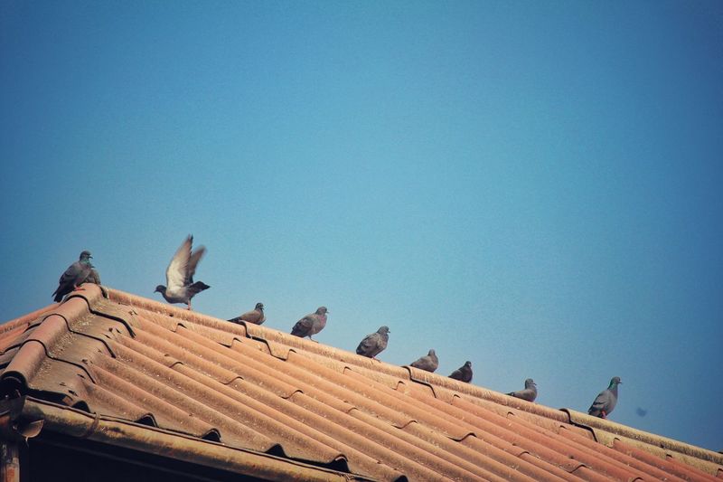 Low angle view of birds perching on roof against clear blue sky