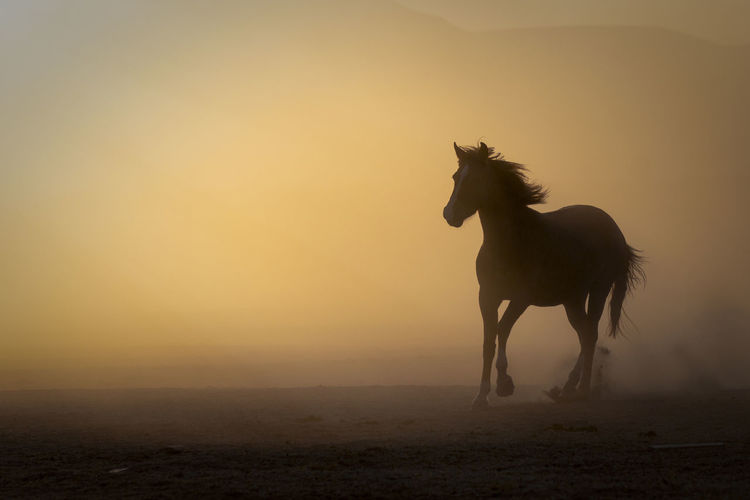 Horse on field during sunset