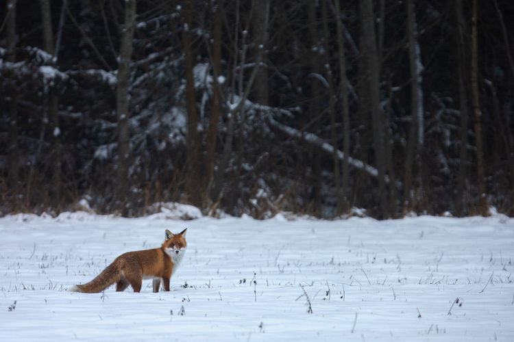 View of a fox on snow covered land