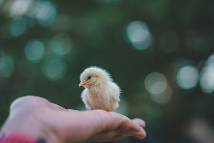 Close-up of hand holding chick