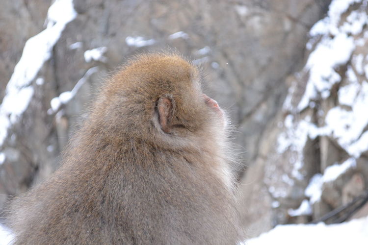 Low angle view of monkey on snow