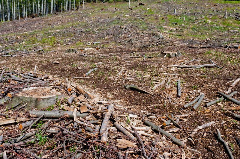 Close-up of logs on field in forest