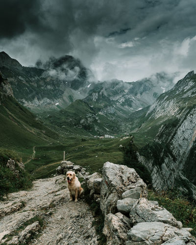 View of a sheep on landscape