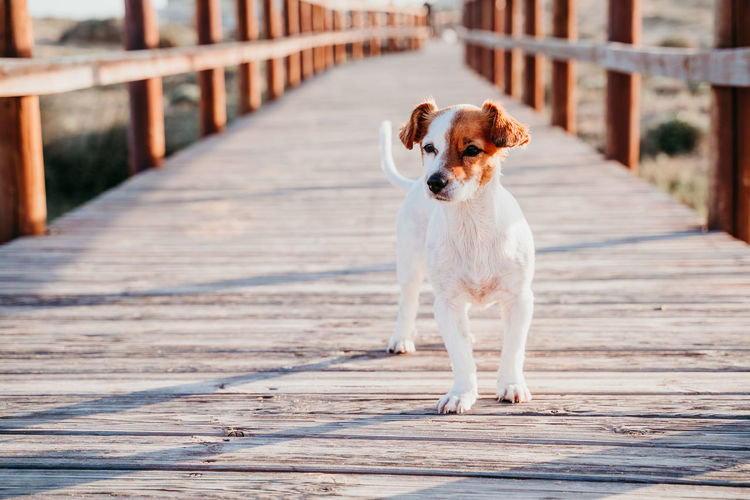 Full length of dog walking on boardwalk