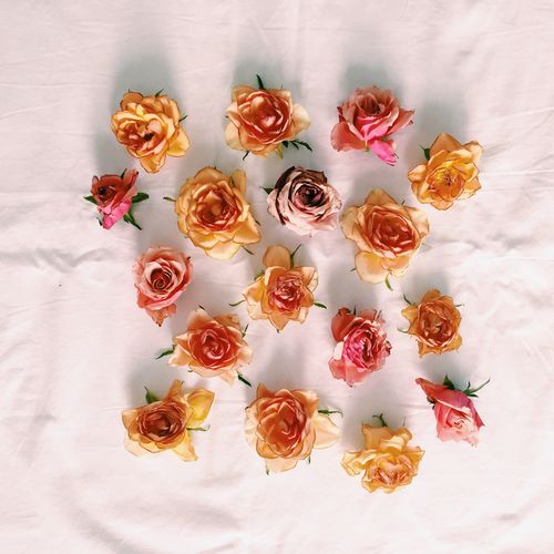 High angle view of roses on white bed