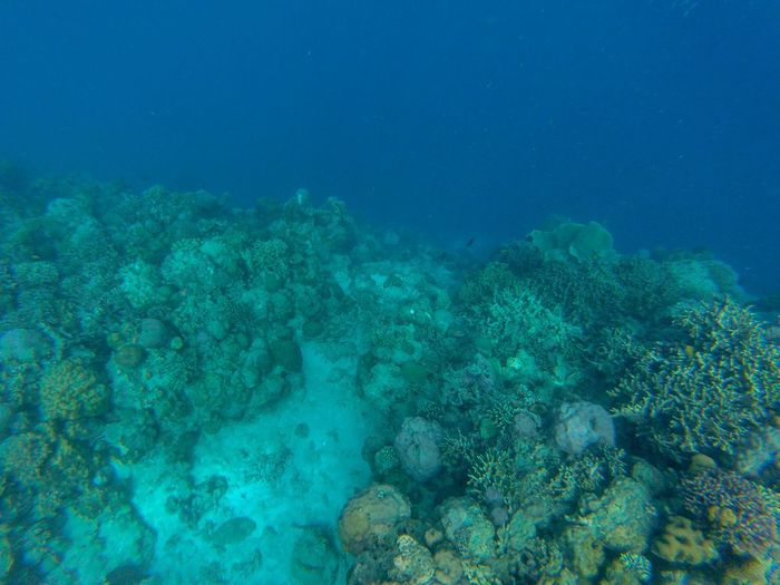 View of coral swimming underwater