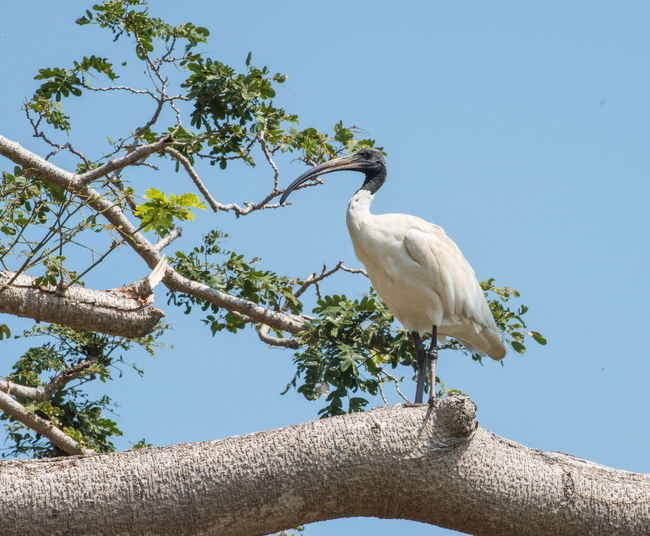 Low angle view of bird perching on tree against sky