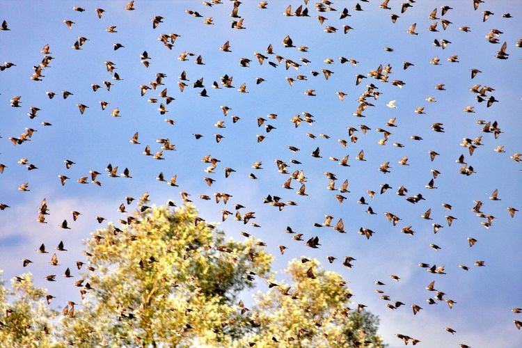 Low angle view of birds flying in the sky