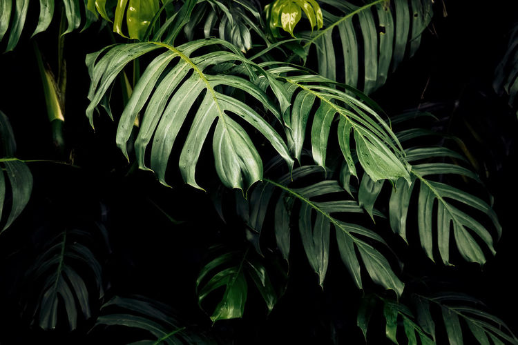 Close-up of fresh green leaves on plant against black background