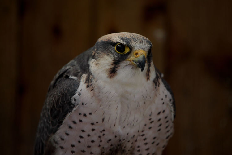 Close-up portrait of a falcon