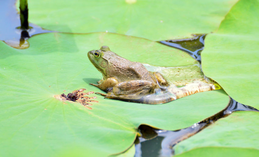 High angle view of frog on leaves in pond